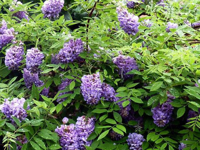 Glycine 'Amethyst Falls'