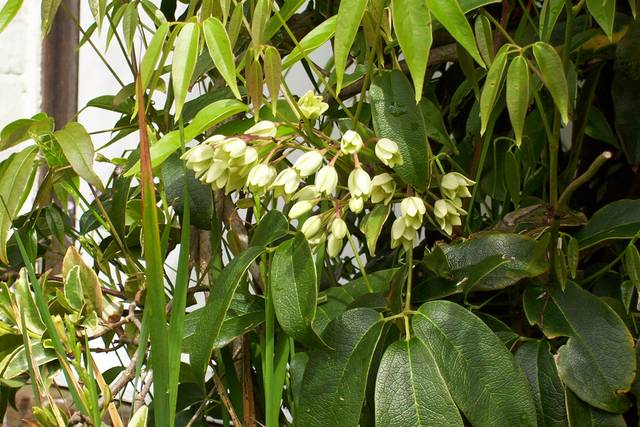 Holboellia latifolia - floraison en clochettes