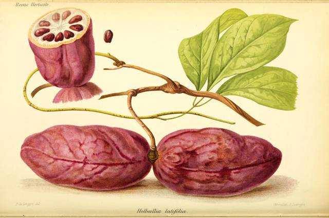 Fruits de l'Holboellia latifolia (gravure)