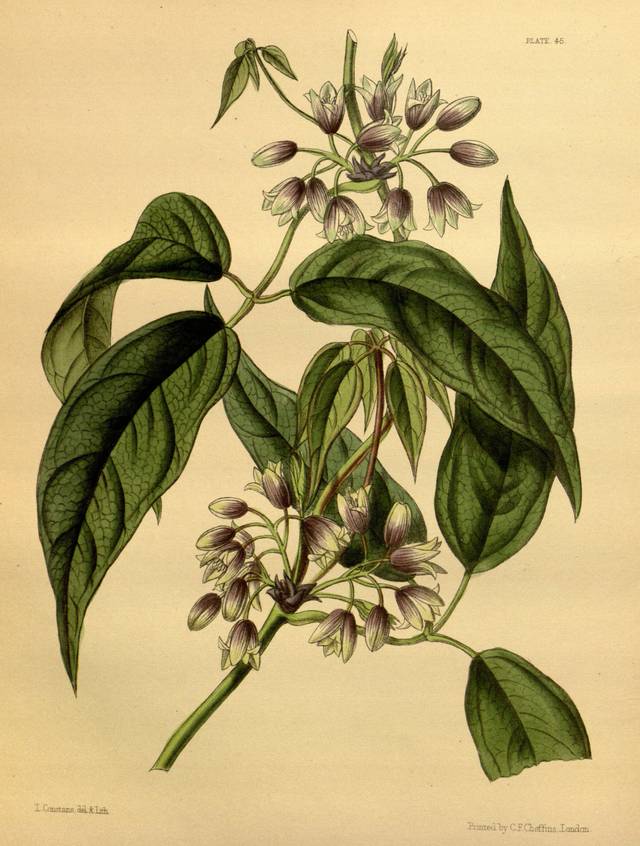 Holboellia latifolia - gravure