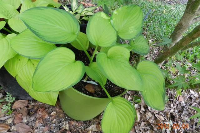 Hosta plantaginea 'Guacamole' en pot