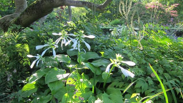 Hosta plantaginea fleurissant à l'ombre d'un arbre