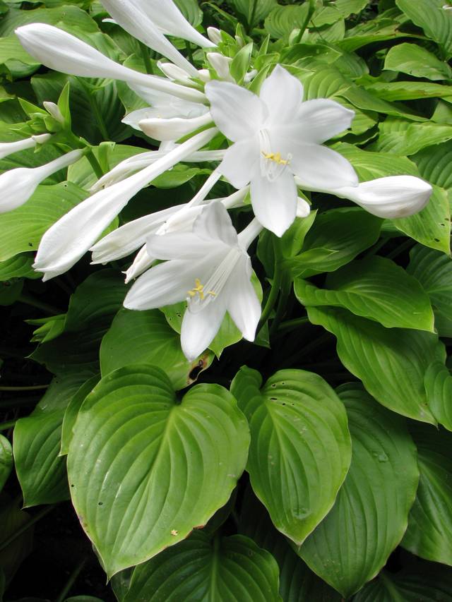 Hosta plantaginea en fleurs