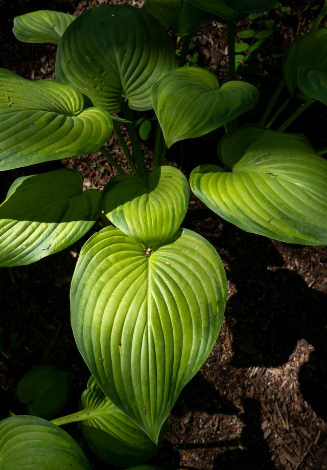 Hosta plantain : détail du feuillage
