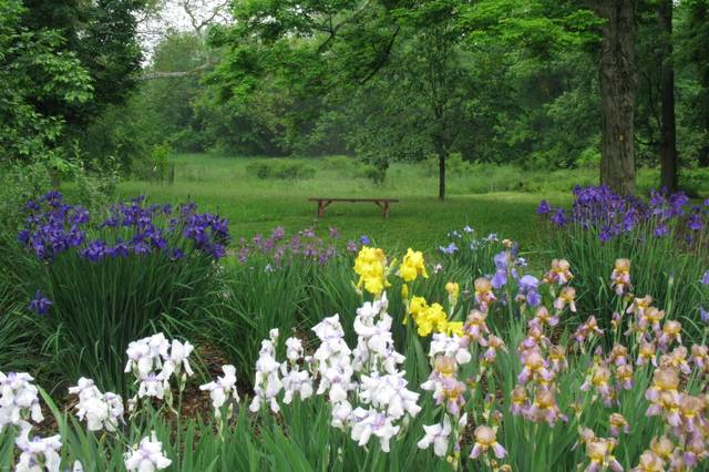 Iris barbus et de Siberie bordant une prairie