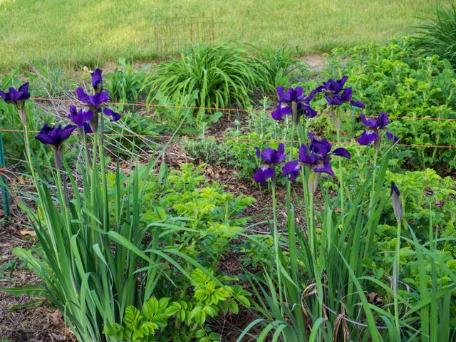 Iris de Sibérie (Iris sibirica)