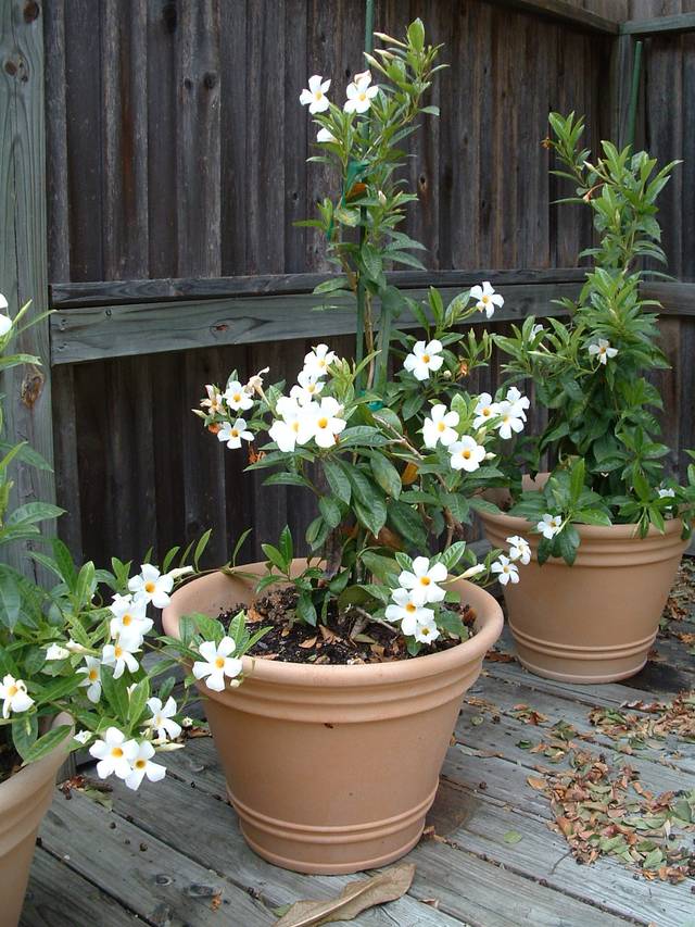 Jasmin du Chili (Mandevilla laxa)