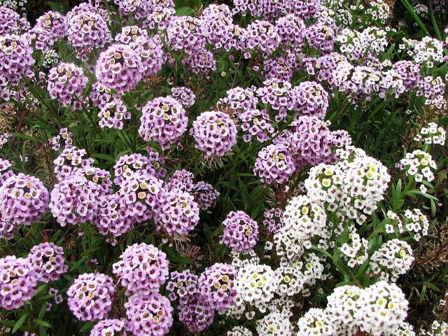 Alyssum maritimum - Lobularia maritima