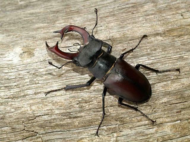 Lucane cerf-volant (Lucanus cervus)