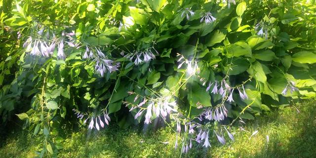 Massif d'hosta plantaginea en fleurs en été