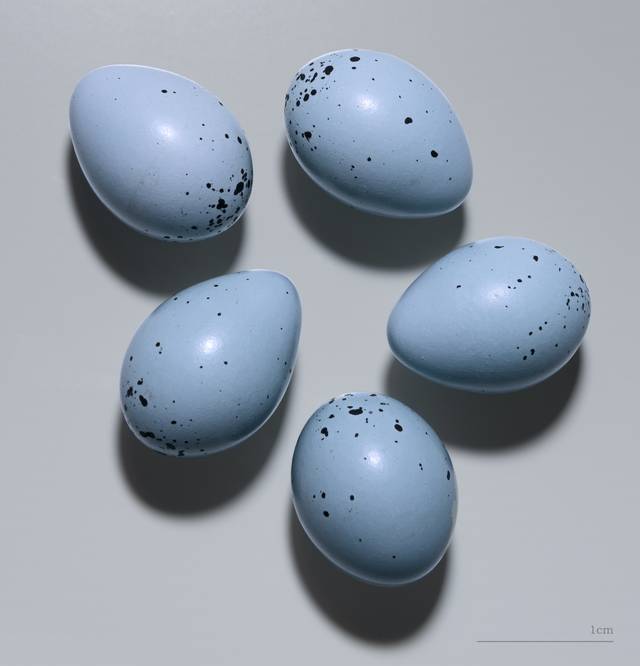 Oeufs de grive musicienne