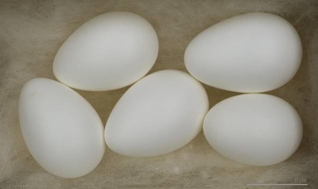 Oeufs d'hirondelle de fenêtre