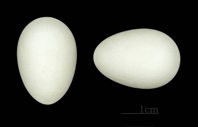 Oeufs de martinet noir