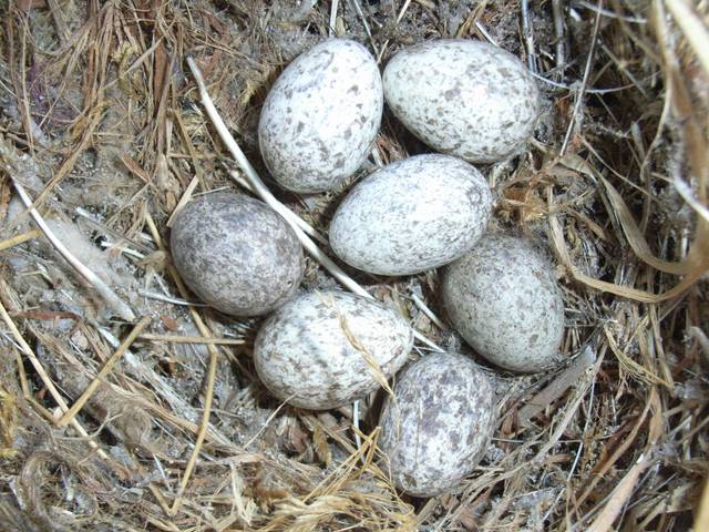 Oeufs de moineau domestique