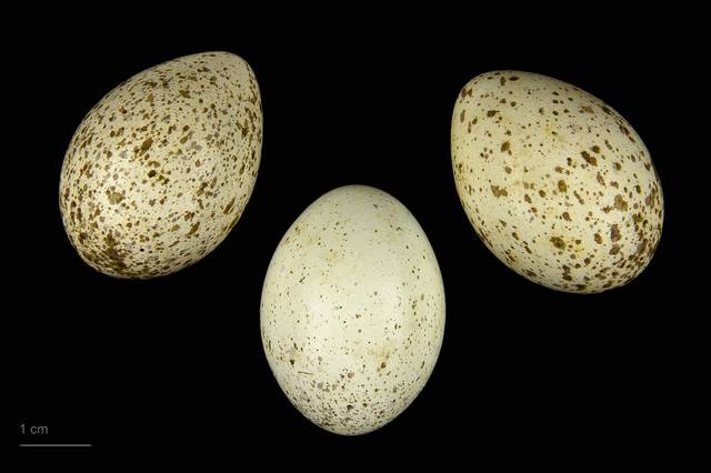 Oeufs de pie bavarde (Pica pica)