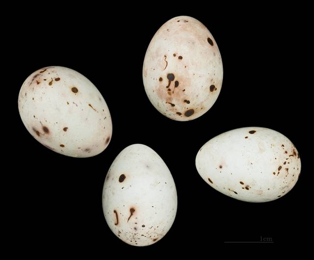 Oeufs de pinson des arbres
