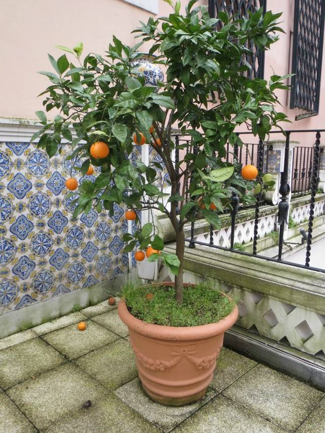Oranger en pot