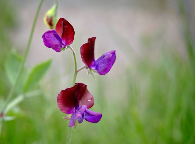 Fleur de pois de senteur (gros plan)
