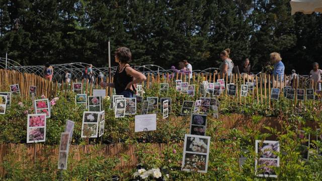 Les printanières à Bergerac - édition 2023 - rosiers