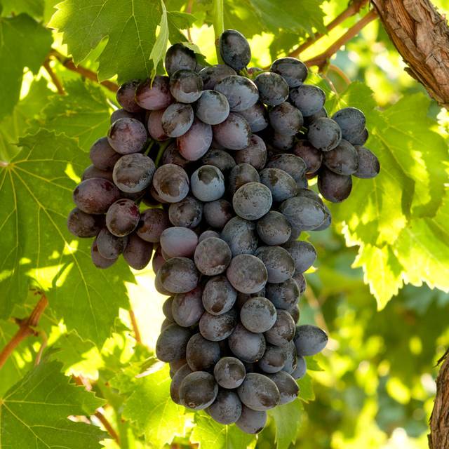Raisin noir sans pépins 'Autumn Royal'