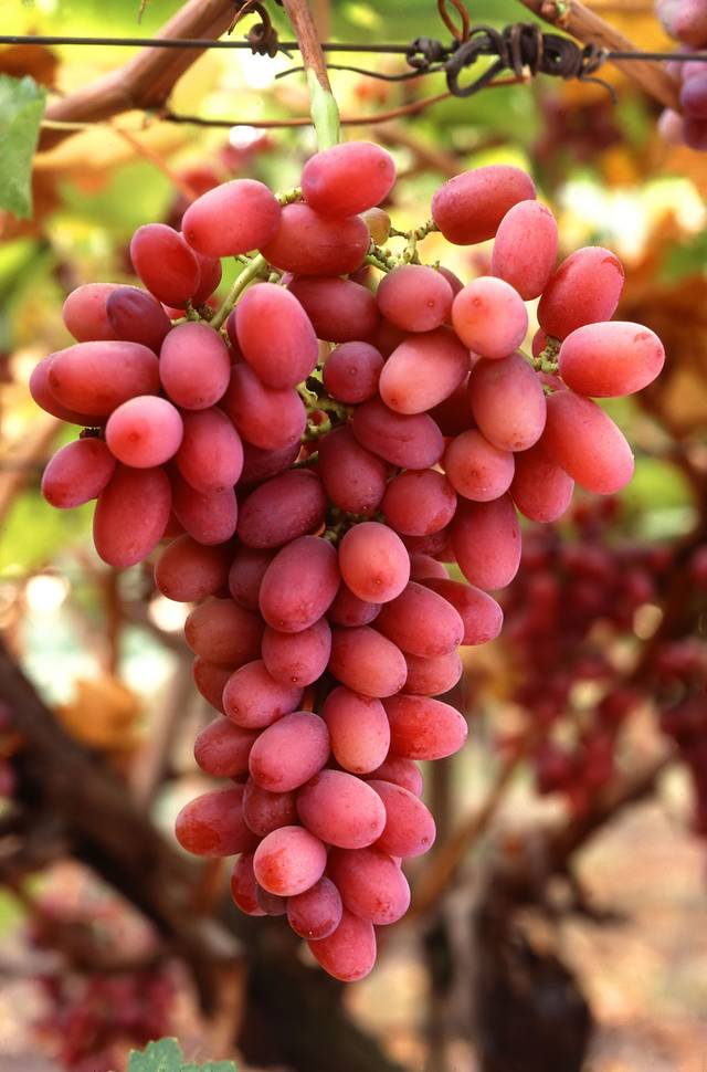 Grappe de raisin rosé sans pépins - variété Crimson seedless