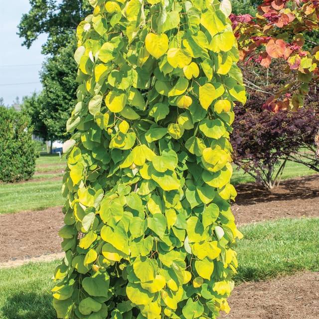 Cercis canadensis 'Golden Falls'  (Dennis Werner)