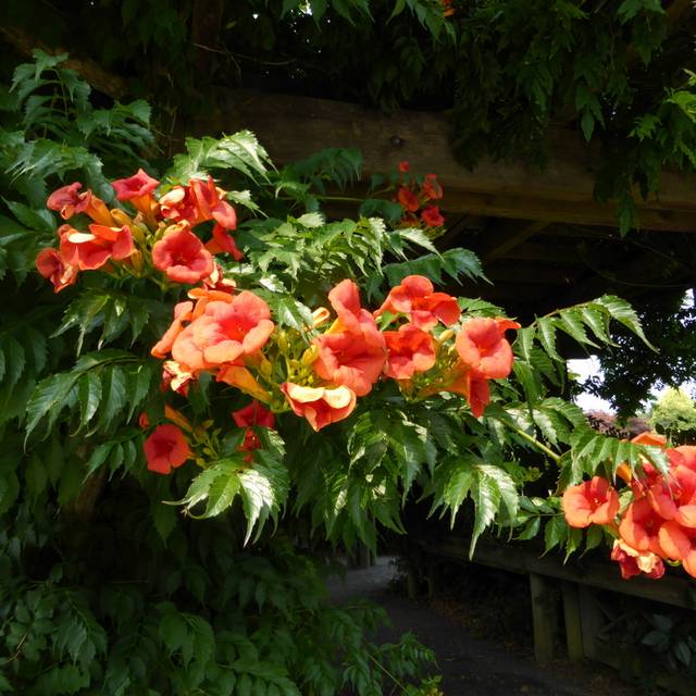Campsis x tagliabuana Madame Galen (Wendy Cutler)