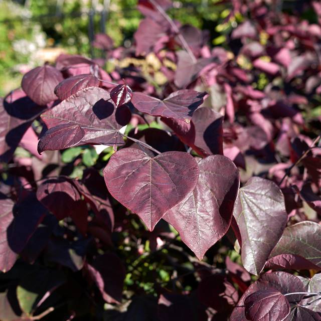 Feuillage du Cercis canadensis 'Forest Pansy' (Gainier du Canada) (simona / stock.adobe.com)