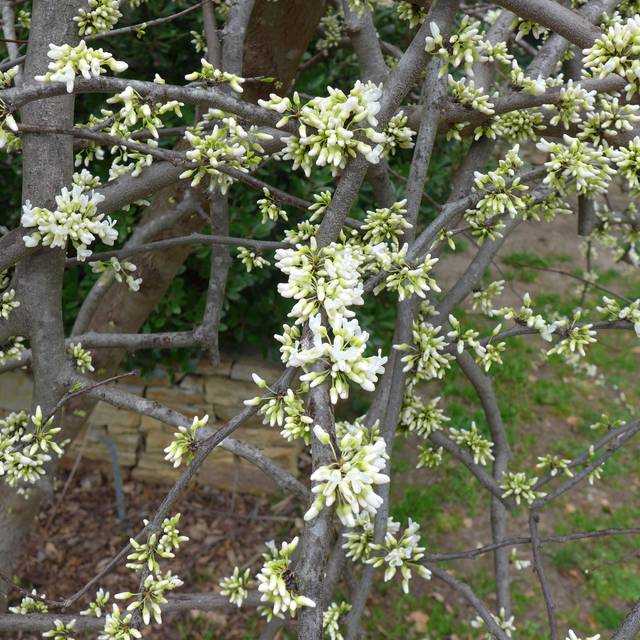 Cercis canadensis 'Vanilla Twist' (Scott Zona)