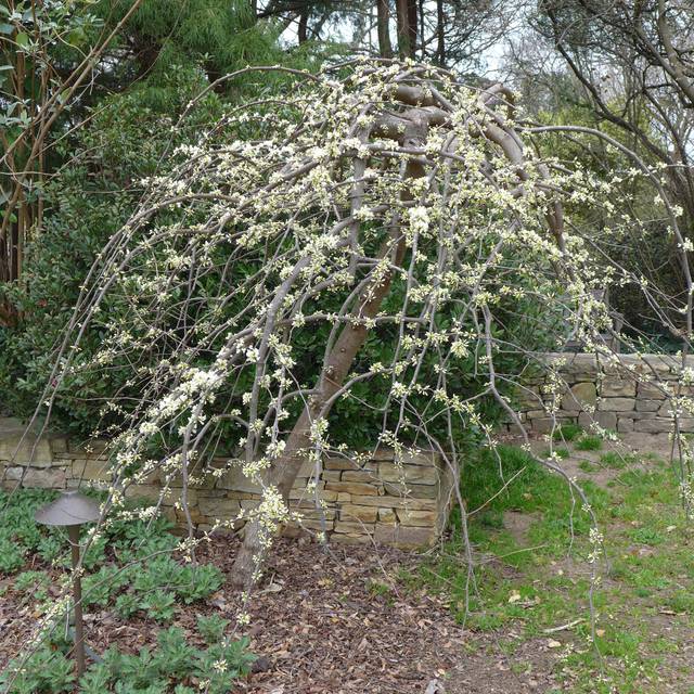 Cercis canadensis 'Vanilla Twist' (Scott Zona)
