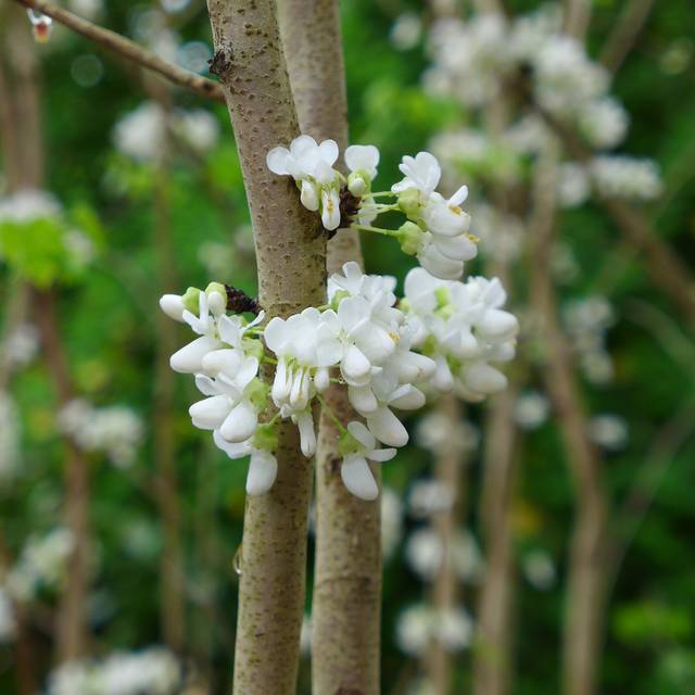 Cercis chinensis 'Shirobana' - fleurs (Scott Zona)