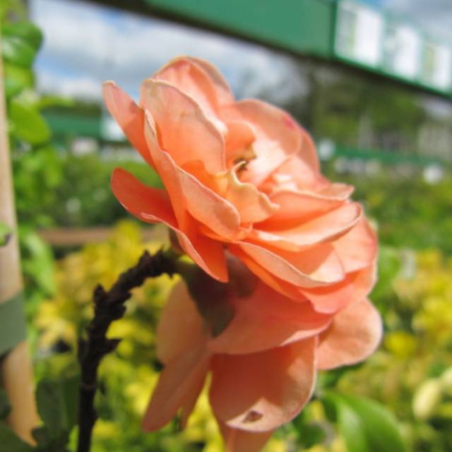 Chaenomeles superba 'Cameo' - Cognassier du Japon (Leonora (Ellie) Enking)