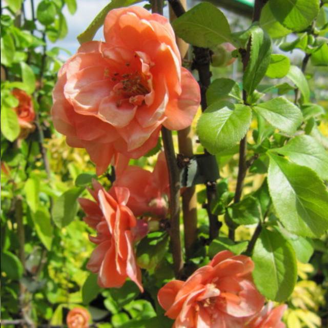Chaenomeles superba 'Superba' - Cognassier du Japon (Leonora (Ellie) Enking)