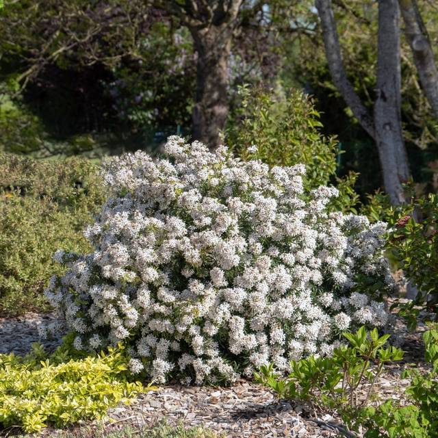 Choisya 'White Dazzler' - arbuste (Globe Planter)