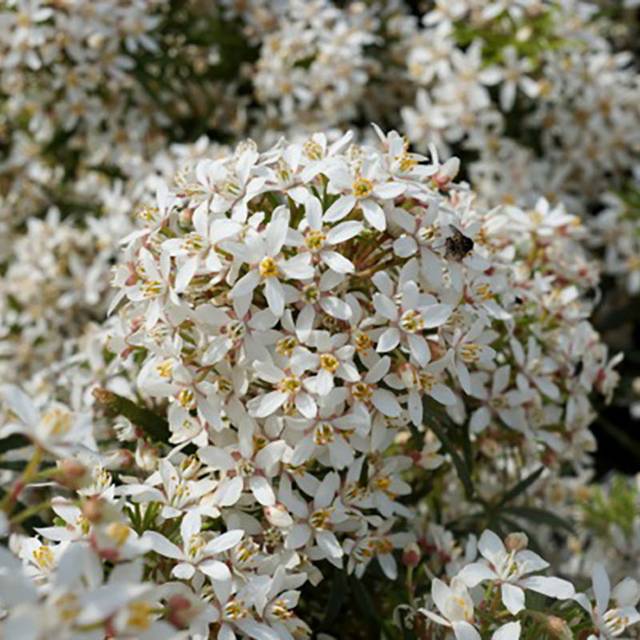 Choisya 'White Dazzler' - fleurs (Globe Planter)