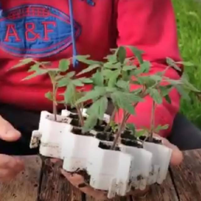 Germie taille L + jeunes plants de tomates (Germie)