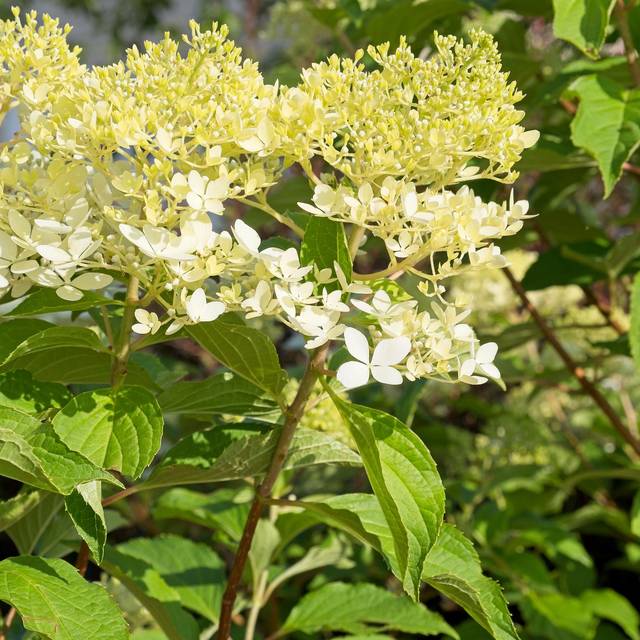 Hydrangea paniculata 'Phantom'  (F. D. Richards)