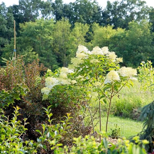 Hydrangea paniculata 'Phantom' (F. D. Richards)