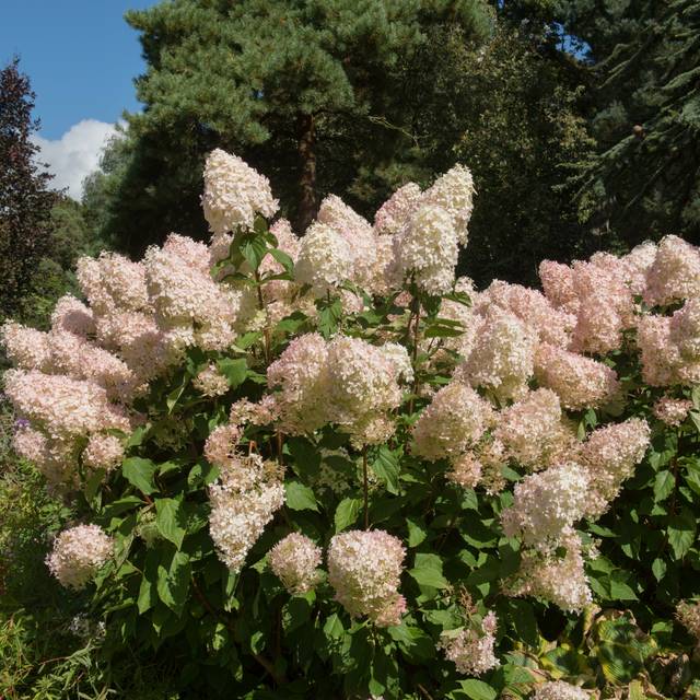 Hydrangea paniculata 'Phantom' - fin de floraison (Peter / Adobe Stock)