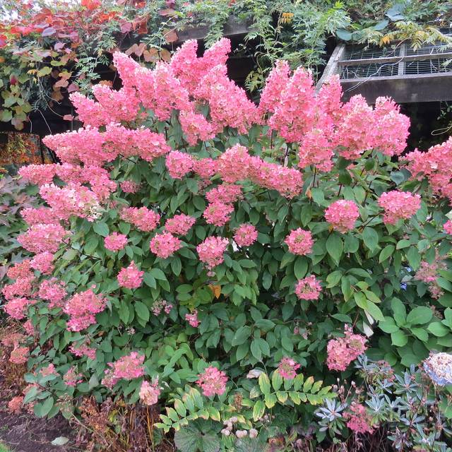Hydrangea paniculata 'Unique' - fin de floraison (octobre) (Oregon State University)