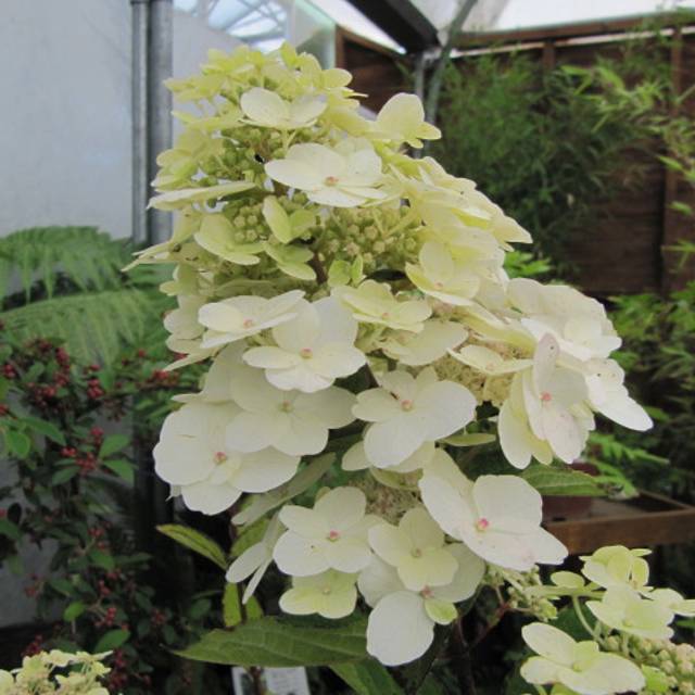 Hydrangea paniculata 'Unique' - fleurs blanches (Leonora (Ellie) Enking)