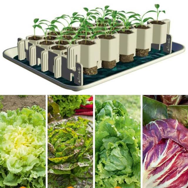 1 an de salades + Kit de germination taille S
