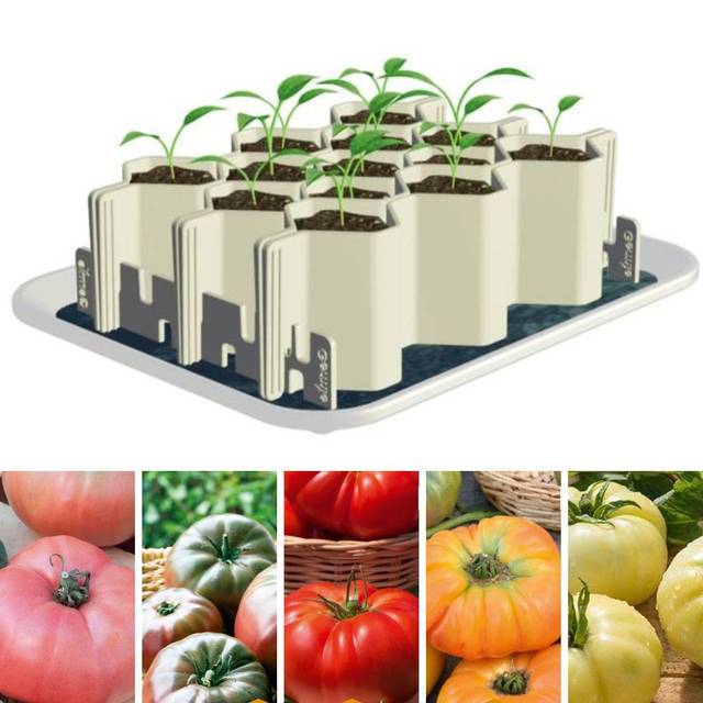 Des tomates de toutes les couleurs + Kit de germination taille L