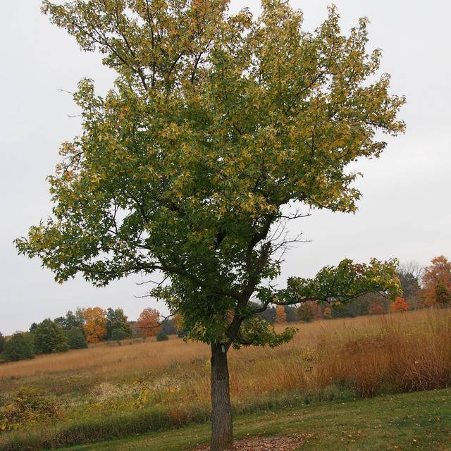 Liquidamabr styraciflua 'Aurea' - silouhette (F. D. Richards)