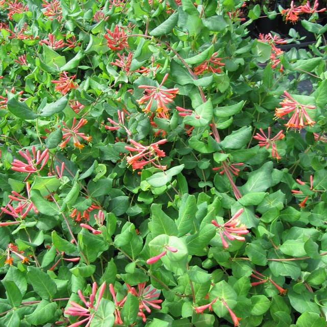 Lonicera x brownii 'Dropmore Scarlet' (Leonora (Ellie) Enking)