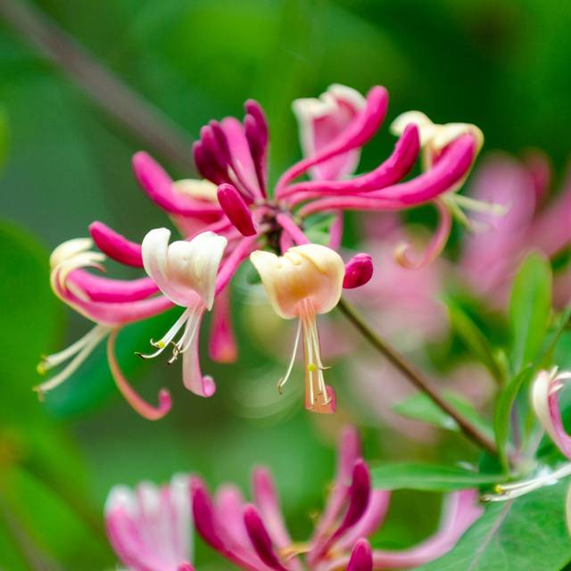 Lonicera japonica Sinensis (Aurelian Nedelcu / Adobe Stock)
