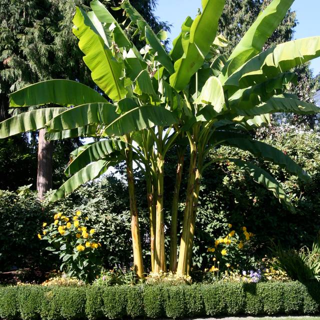Musa basjoo - Bananier (Gardening Solutions)