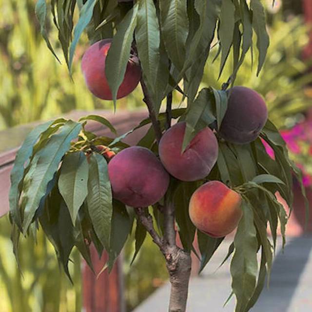 Pêcher nain 'Bonanza' (fruits) (D.R.)