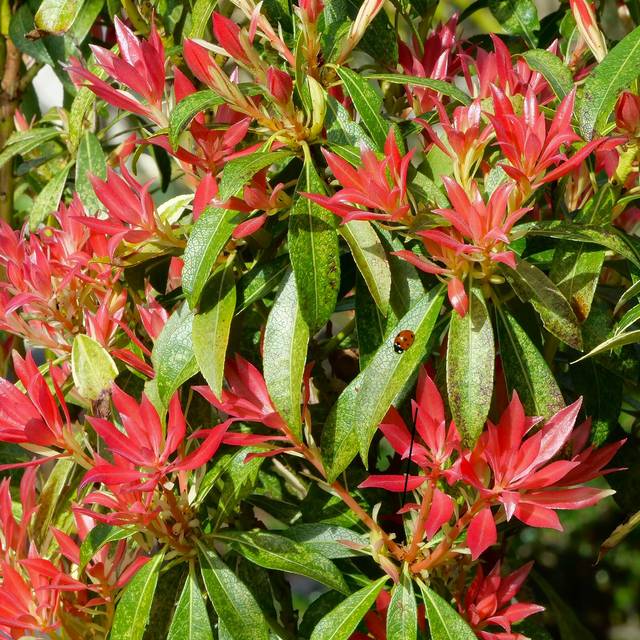 Pieris japonica 'Forest Flame' (John Freshney)