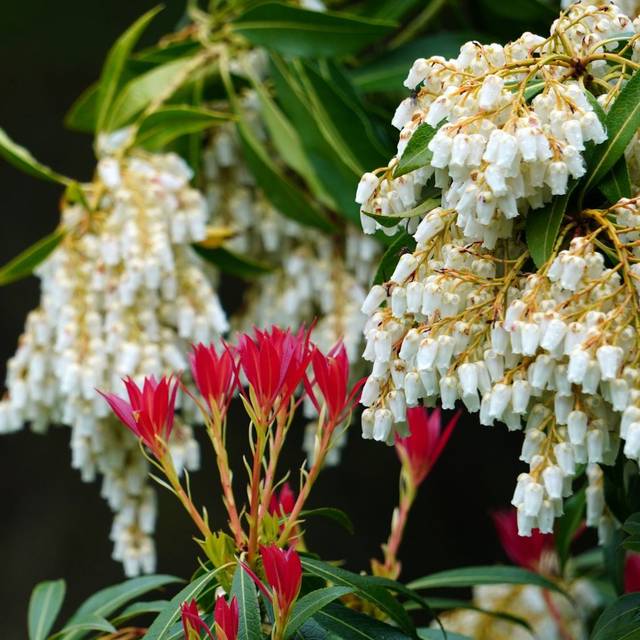 Pieris japonica 'Forest Flame' - fleurs et jeunes pousses (Linda in Fortuna)